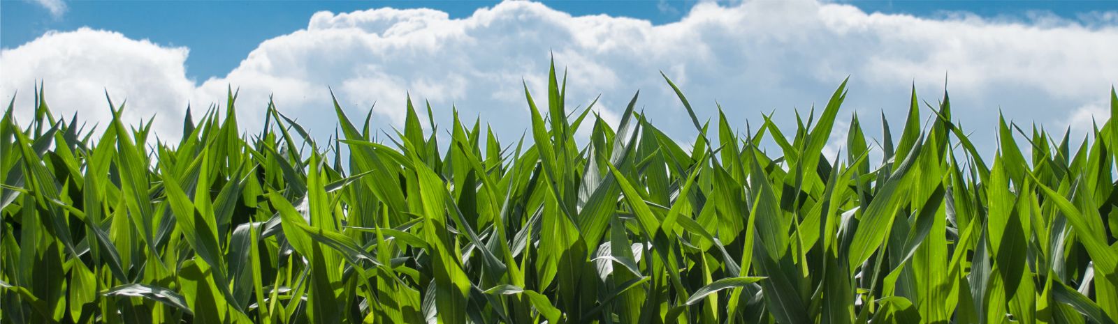 Green field and blue sky with fluffy white clouds